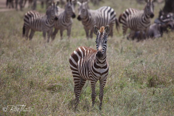 Zebraföl