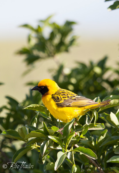 Speke's Weaver