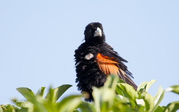 Fan-Tailed Widowbird