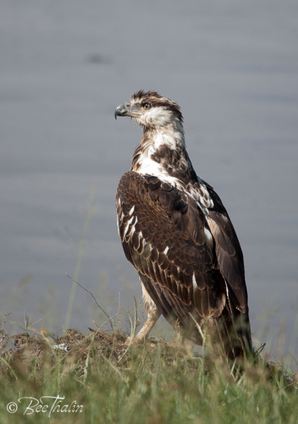 Augur Buzzard