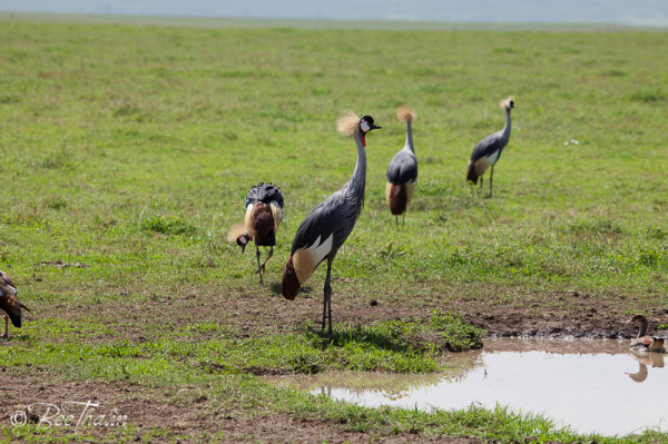 Grey Crowned Crane