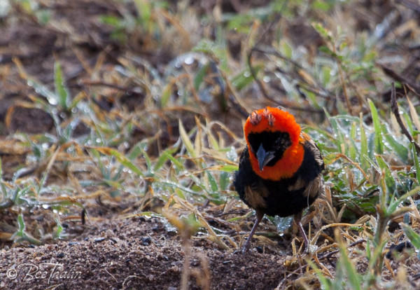 Southern Red Bishop