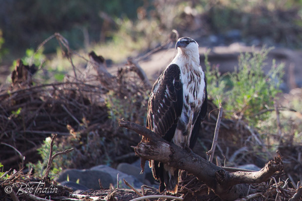 Augur Buzzard