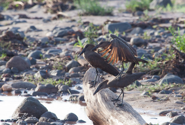Hamerkop