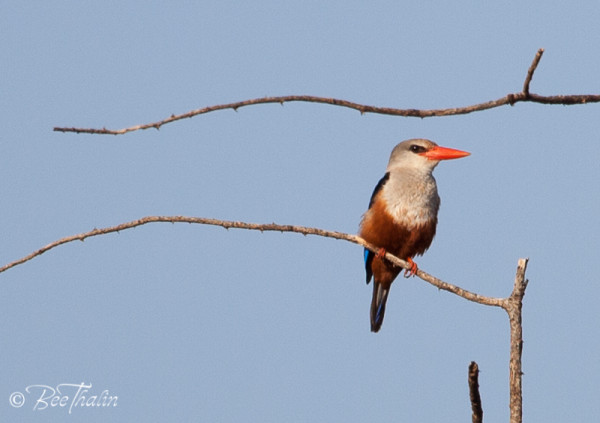 Grey-headed Kingfisher
