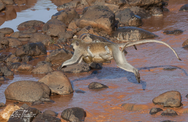 Grön Markatta mor och dotter