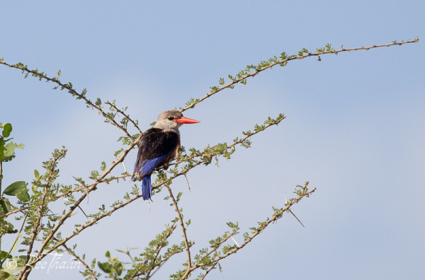 Grey-Headed Kingsfisher