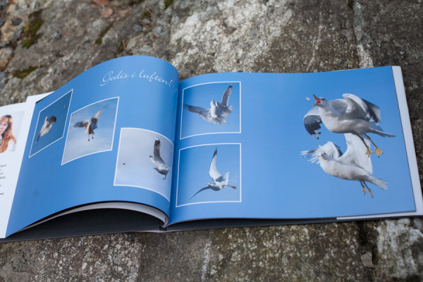 Fågelboken Beevingat, personliga fågelbilder av Bee Thalin