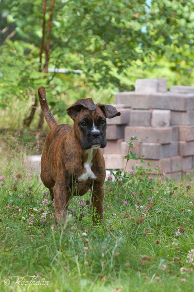 Boxervalpen Belle
