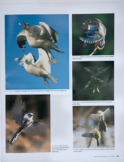 Vår fågelvärld, uppslag sid 2