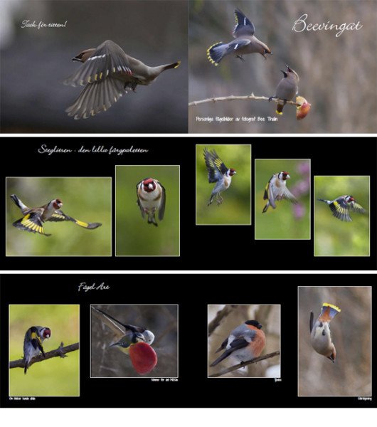 Fågelboken Beevingat