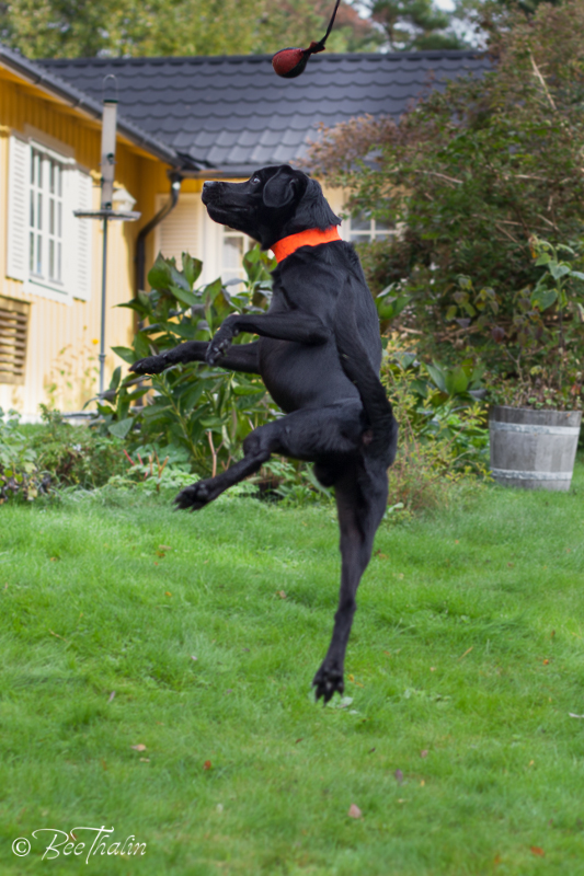 labrador uppe i luften