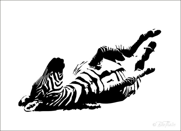 Zebra rullar sig