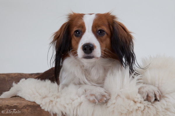 kooikerhondje