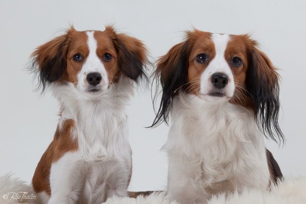 kooikerhondje