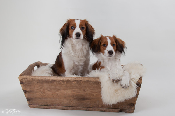 kooikerhondje