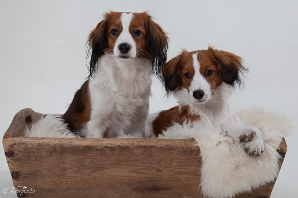 kooikerhondje