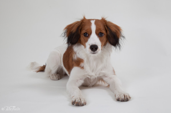 kooikerhondje