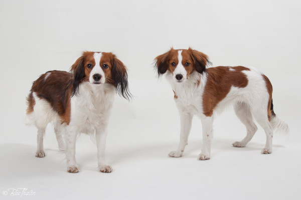 kooikerhondje