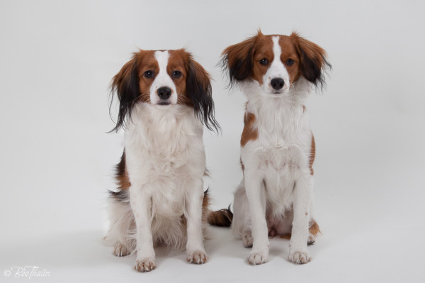 kooikerhondje