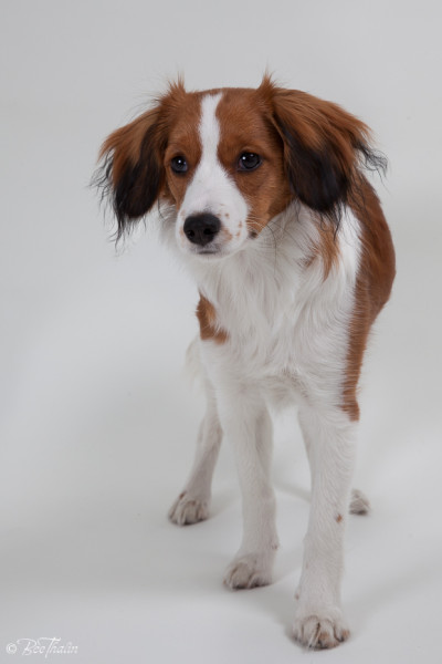 kooikerhondje