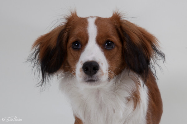 kooikerhondje