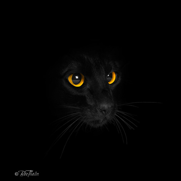 The-Eyes_CopyrightBeeThalin_700