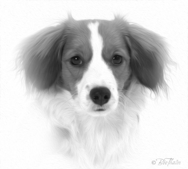 kooikerhondje