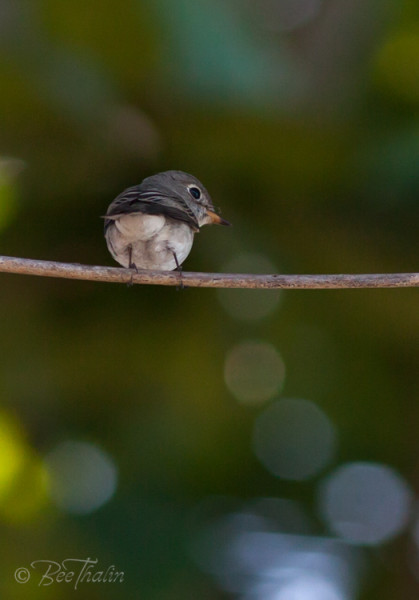 Asian Brown Flycatcher