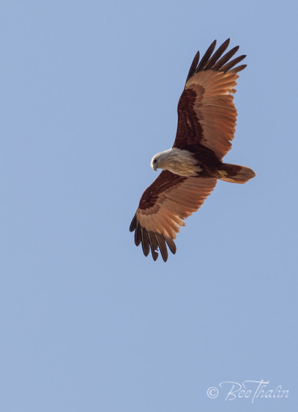 Brahminy Kite