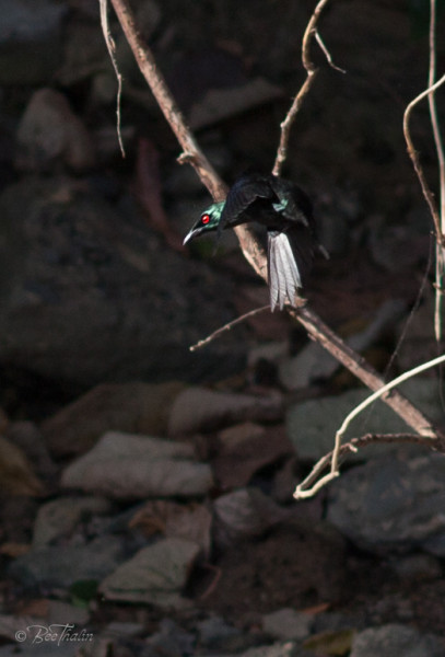 Philippine Glossy Starling