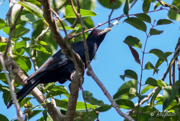 Svart fågel  med röda ögon