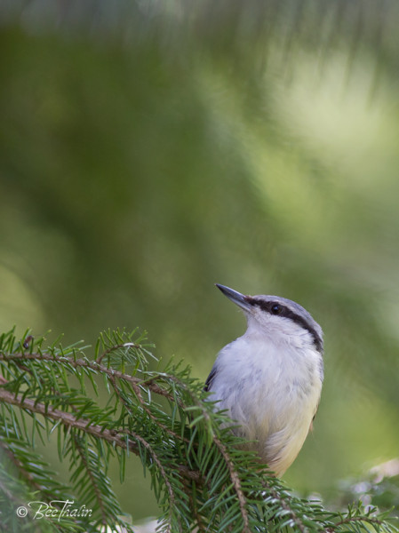 Pappa nötväcka på vakt