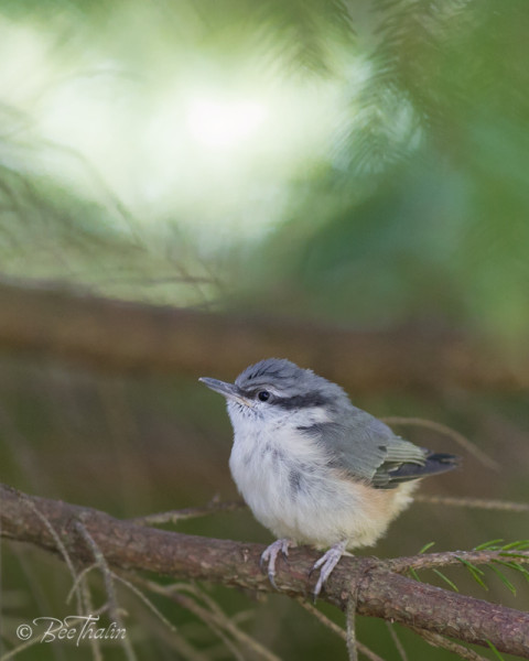 Nötväckeunge på okänd mark