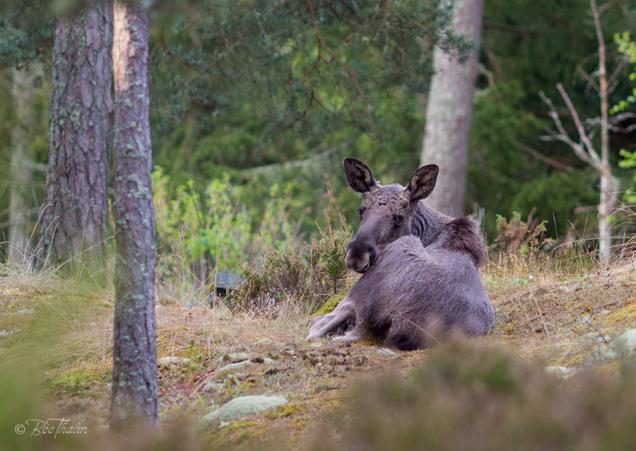 Älgkalven Bulla vilar