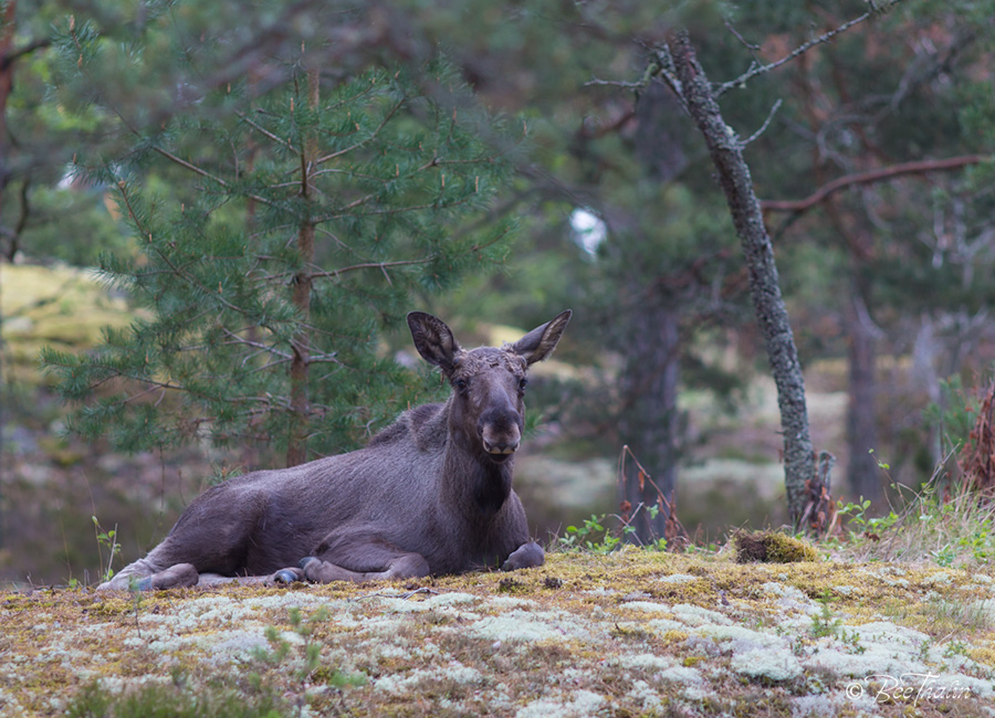 Älgen Bill på berget