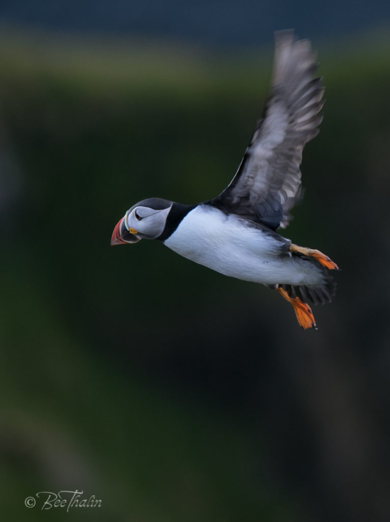 lunnefågel på tvären