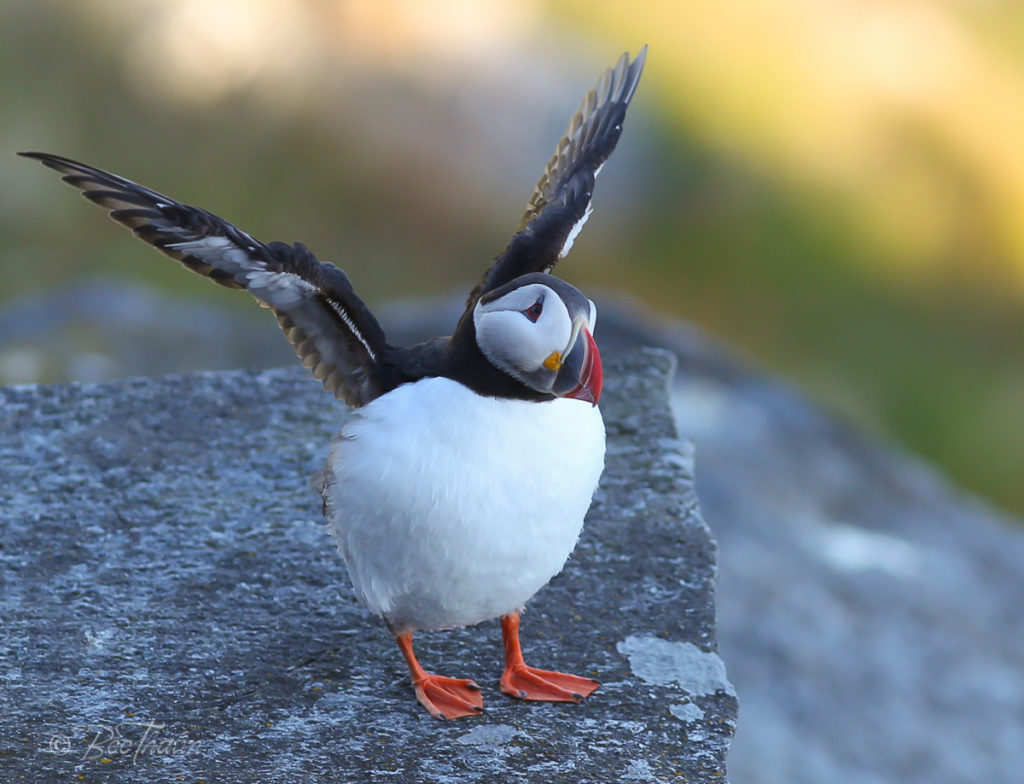 lunnefågel sträcker sig