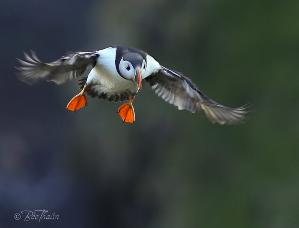 lunnefågel i luften