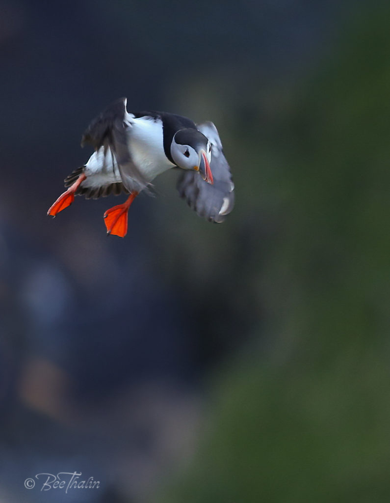 lunnefågel inför landning