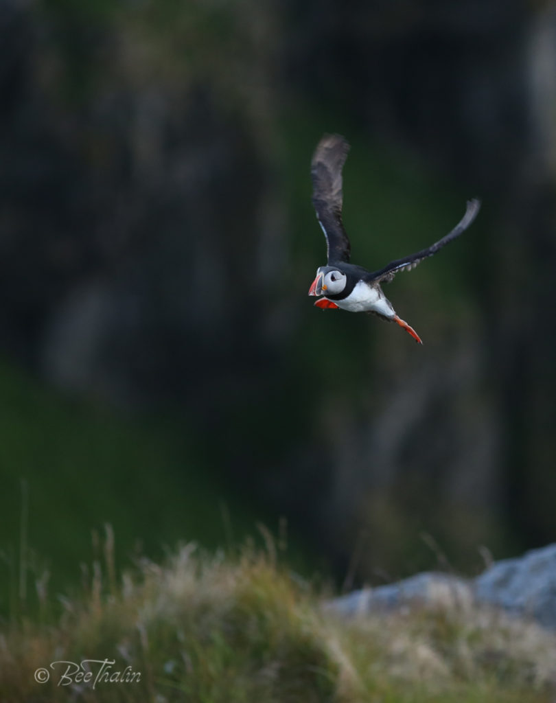 lunnefågel på ingång