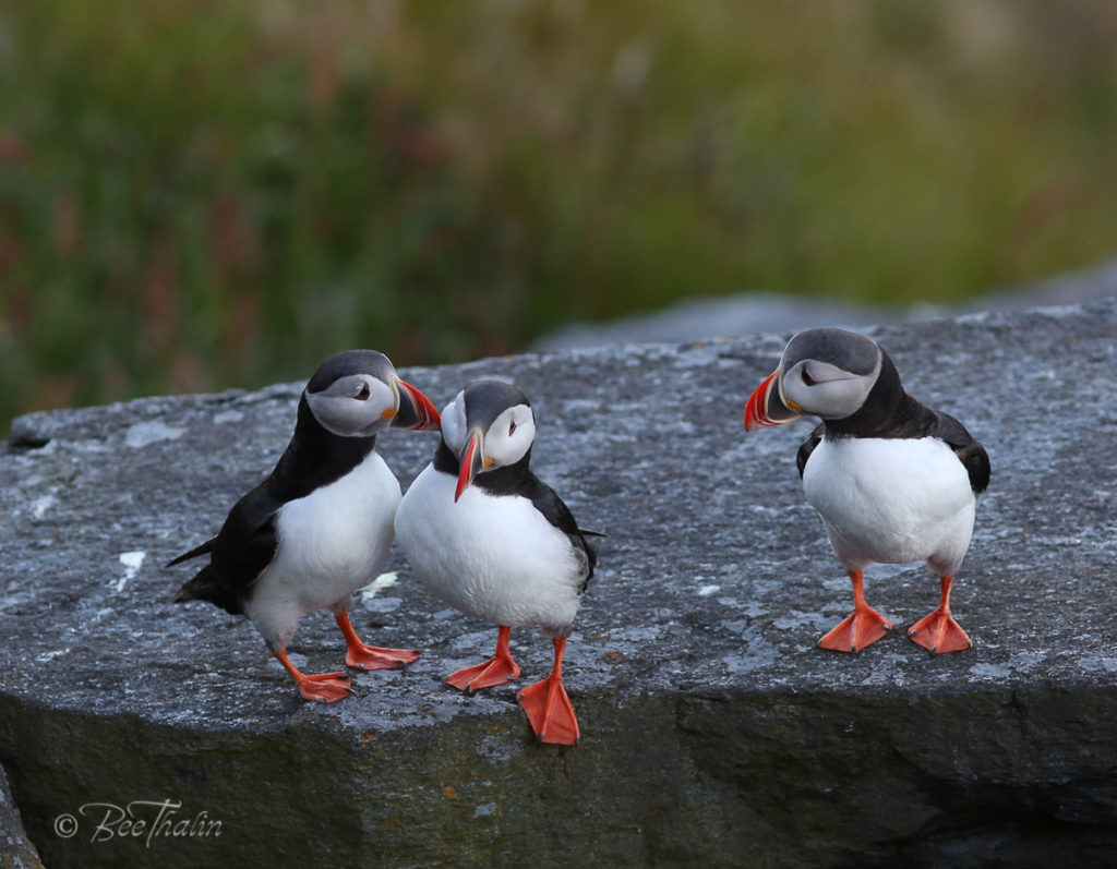 lunnefåglar snackar skit