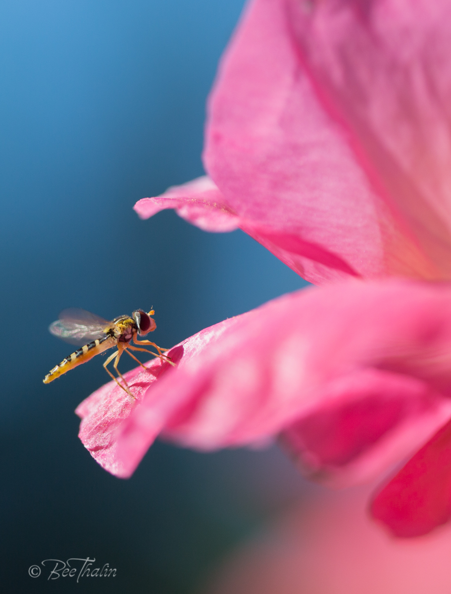 Blomfluga på rosa vallmoblad
