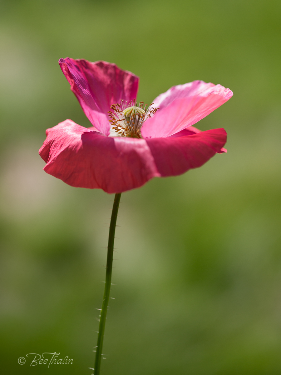 Rosa vallmo vajar i vinden