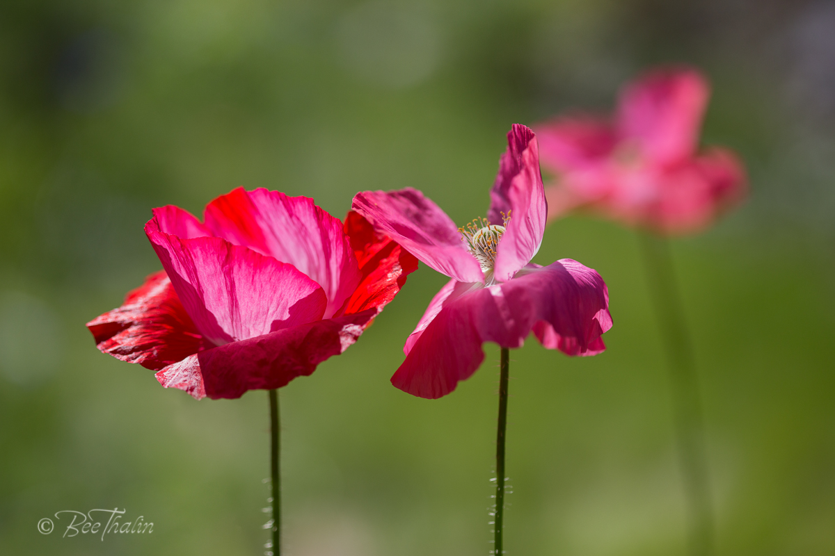 Två rosa vallmon och en i bakgrunden